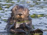 Spring Workshop 2015 006 : Animal, California, Elkhorn Slough, LOCATION, LOCATION & SUBJECT KEYWORDS, Monterey Bay, North America, SUBJECT, Sea Otter, USA